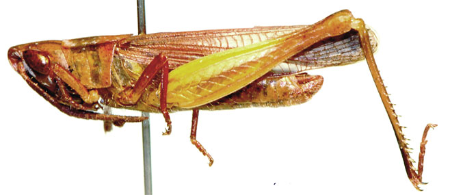 Anablepia dregei 