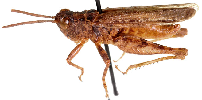 Lounsburyna capensis