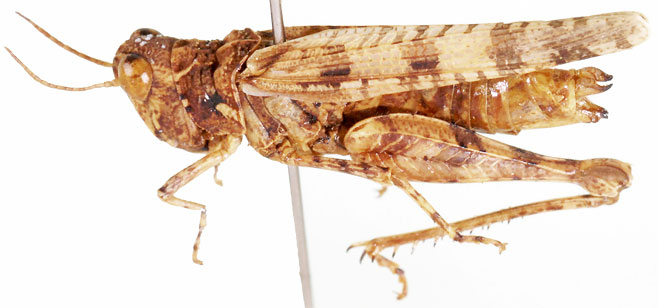 Pseudegnatius reyneckei