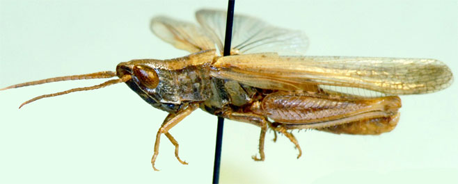 Thyridota dispar 