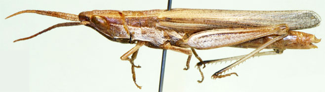 Thyridota dispar 