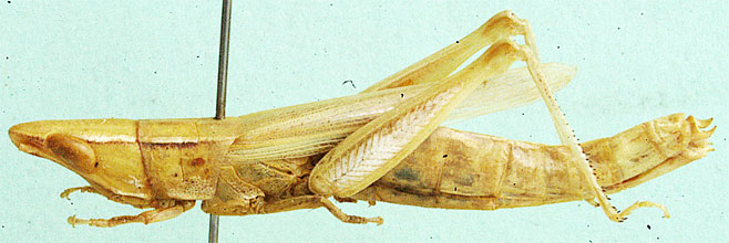 Thyridota nasuta
