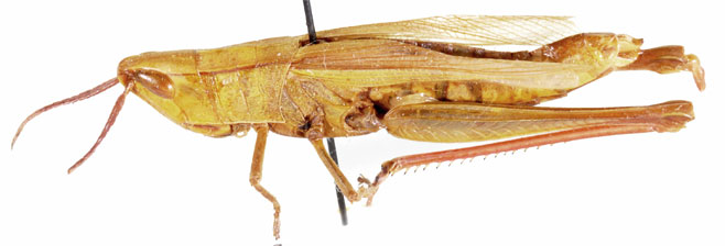 Orthochtha browni