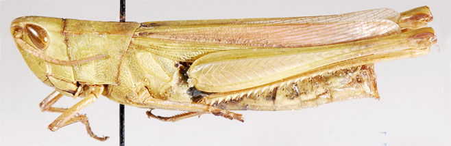 Orthochtha rosacea