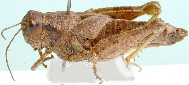 Acrophymus lobipennis 