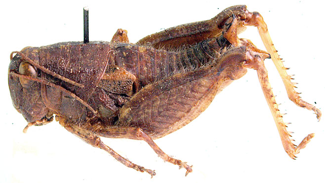 Acrophymus squamipennis 