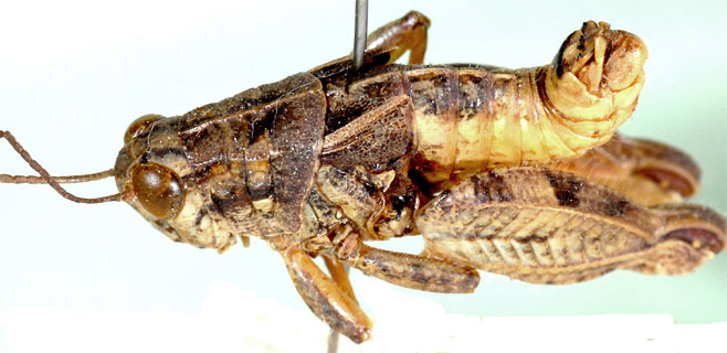 Acrophymus squamipennis 