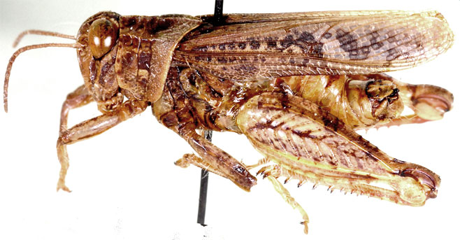 Aneuryphymus montanus 
