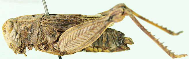 Platacanthoides morosus  