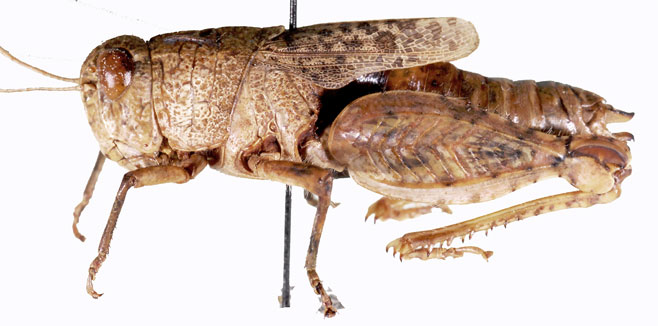 Rhachitopis brincki 