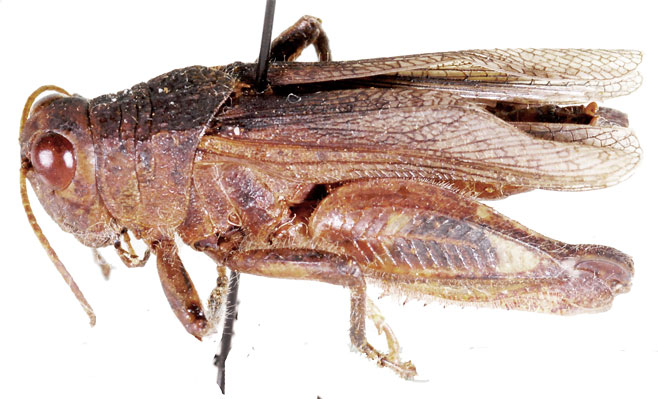 Rhachitopis sanguinipes