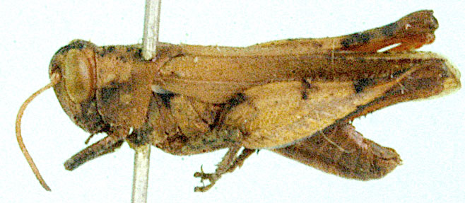 Eucoptacra turneri 