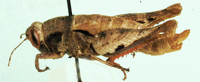 Parepistaurus inhaca