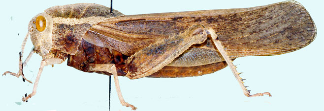 Stolliana minor 