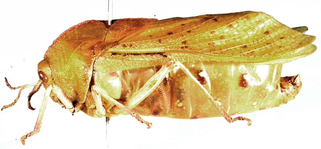 Bullacris discolor 
