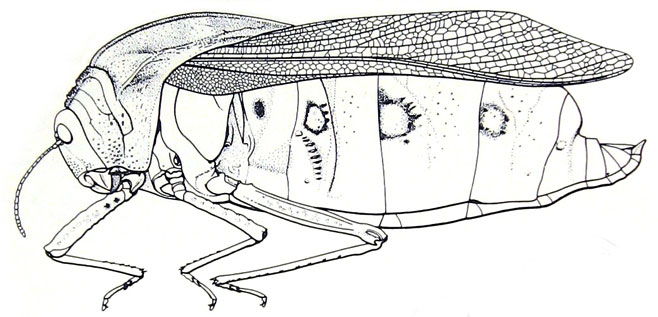 Bullacris discolor 