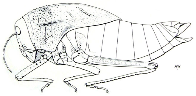 Bullacris discolor 
