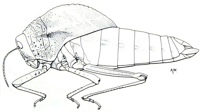 Bullacris membracioides 