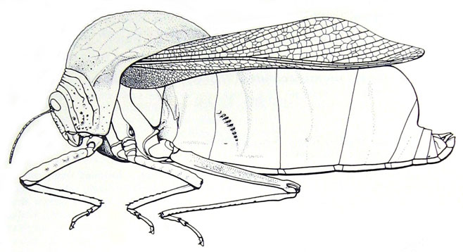Bullacris membracioides 