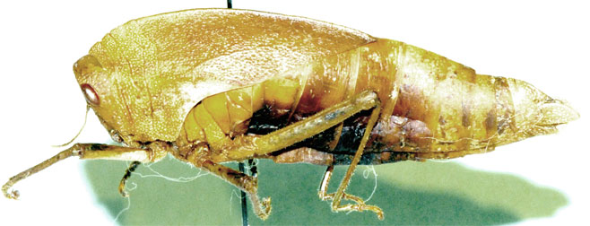 Bullacris membracioides 
