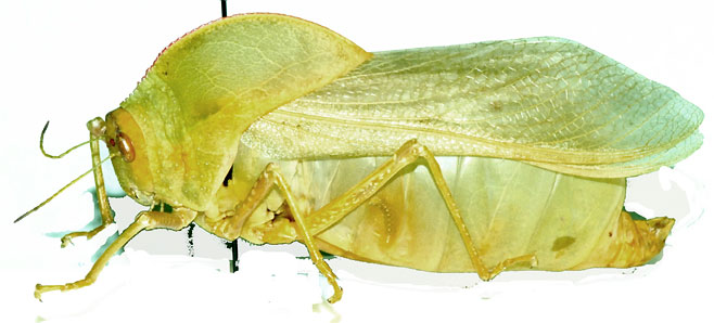 Bullacris membracioides 