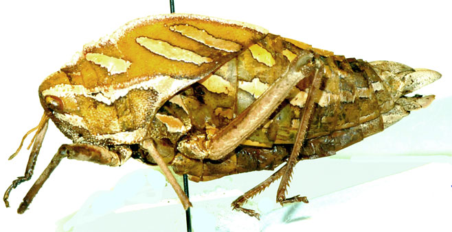 Bullacris obliqua 