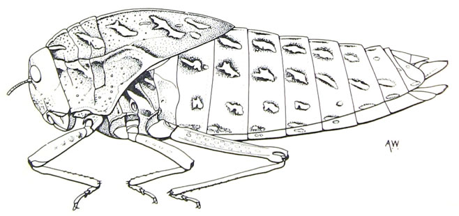 Bullacris obliqua 