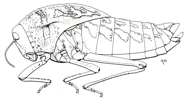 Bullacris serrata 