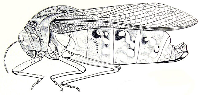 Bullacris serrata 