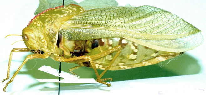 Bullacris serrata 