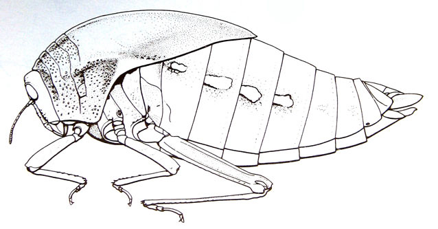 Bullacris unicolor 