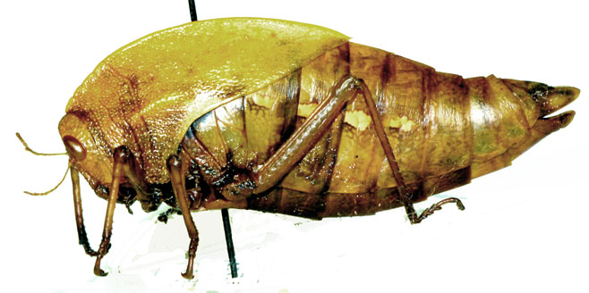 Bullacris unicolor 