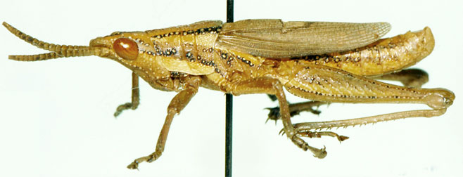 Ochrophlegma pygmaea 