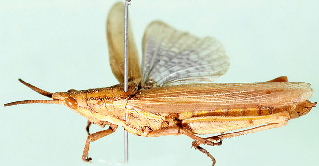 Ochrophlegma violacea 