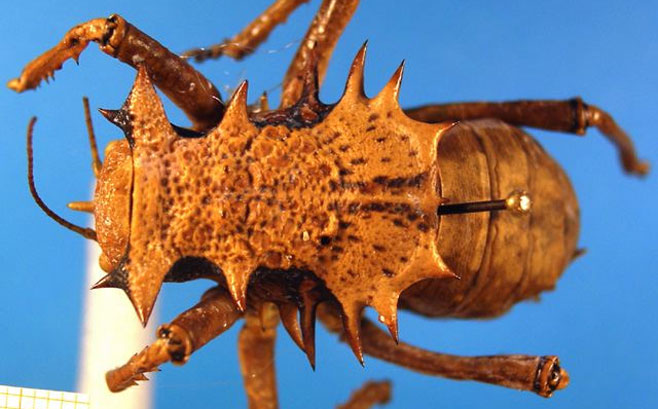 Enyaliopsis petersii