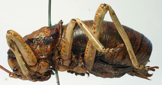 Enyaliopsis transvaalensis 