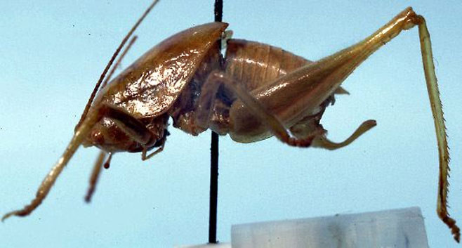 Acilacris furcatus 