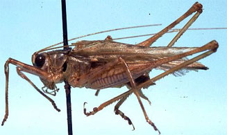 Griffiniana duplessisae 