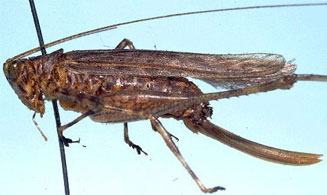 Griffiniana duplessisae 