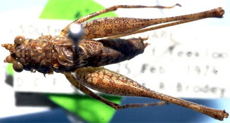 Griffiniana capensis 