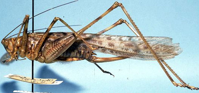Pseudosaga maculata 