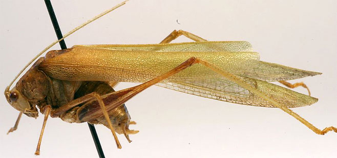 Eulioptera atkinsonae 