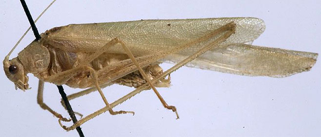 Eulioptera flexilima 