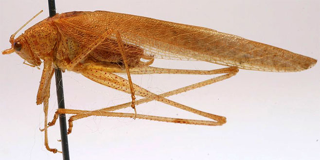 Eulioptera reticulata