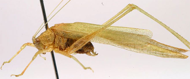 Eulioptera reticulata