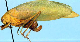 Plangia graminea 