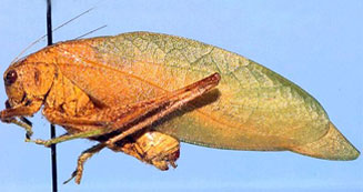 Plangia graminea 