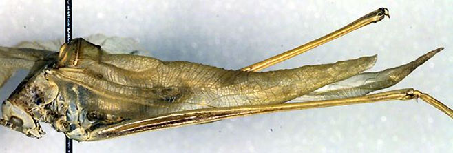 Conchotopoda belcki 