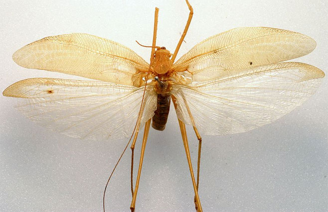 Conchotopoda brunneri 