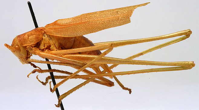 Conchotopoda parva